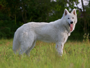 1024px-berger_blanc_suisse.png